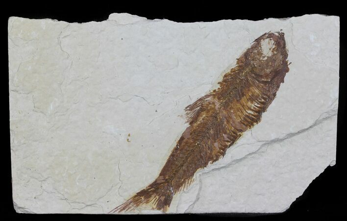 Bargain, Knightia Fossil Fish - Wyoming #60472